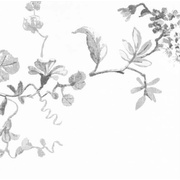 Флизелиновые обои Dandino Aromas 620-4 Растения