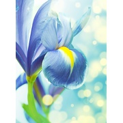 Панно Divino Decor В1-094 Ирис