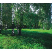 Фотообои Фотообои Тула ФОТООБОИ БУМАЖНЫЕ ЭКОНОМ-КЛАССА Майская роща 294*201 Лес