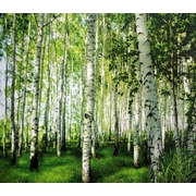 Фотообои Фотообои Тула ФОТООБОИ В ТУБУСЕ с КЛЕЕМ (плотная бумага) А-055 Березы