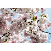 Фотообои Komar Scenics Edition 2 8-507