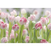 Фотообои Komar Scenics Edition 2 8-708