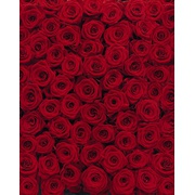 Фотообои Komar Scenics Edition 2 4-077