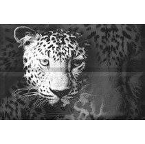 Absolut Keramika Aura Leopard Composicion Leopard