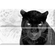Absolut Keramika Aura Leopard Composicion Puma