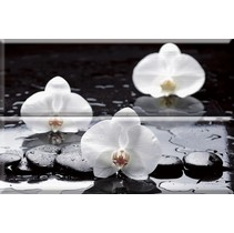 Absolut Keramika Aure Red White Composicion Wellness 02 White