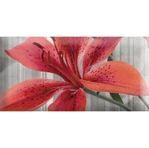 Absolut Keramika Monocolor 7.5х15 Biselado Mix Flowers RBW 1