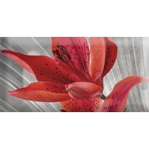 Absolut Keramika Monocolor 7.5х15 Biselado Mix Flowers RBW 3
