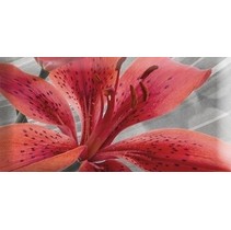 Absolut Keramika Monocolor 7.5х15 Biselado Mix Flowers RBW 6