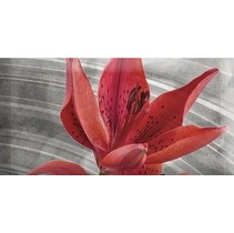 Absolut Keramika Monocolor 7.5х15 Biselado Mix Flowers RBW 7