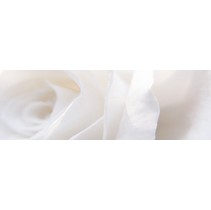 Aparici Solid-Zero Vergel Decor B