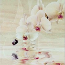 Aranda Onice Aranda Dec. Orchid Set. 2