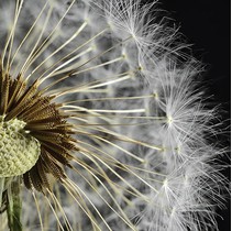 Артвалентто Taraxacum Taraxacum 3 Декор 10х10