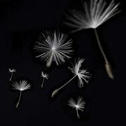 Настенная плитка Артвалентто Taraxacum Taraxacum 2 Декор 10х10