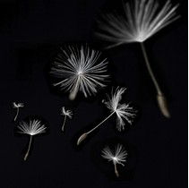 Артвалентто Taraxacum Taraxacum 2 Декор 10х10