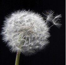 Артвалентто Taraxacum Taraxacum 1 Декор 10х10