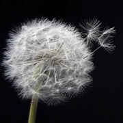 Настенная плитка Артвалентто Taraxacum Taraxacum 1 Декор 10х10