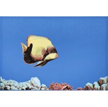 Атем Mono Fish 1