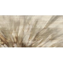 Baldocer Norsk Decor Cream