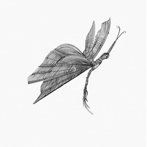 Bardelli Madama Butterfly L.111 (комплект, 12 из 12)
