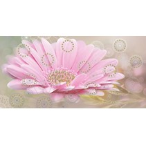Belleza Мечта Цветок