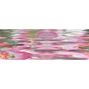 Декор Ceracasa Brazil Sofia Cenefa Flower 10 Orchiee Brillo