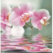 Декор Ceracasa Brazil Sofia Déco Flower 3pz 10 Orchiee Brillo
