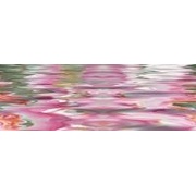 Декор Ceracasa Brazil Cenefa Flowers 10 Orchidea Brillo