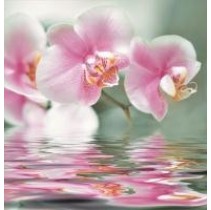 Ceracasa Brazil Flowers 10 Orchidea Brillo (из 3-х шт.)