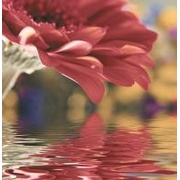 Декор Ceracasa Brazil Flowers 6 (из 3-х шт.)