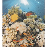 Панно Ceradim Corals Dec Corals Panno (из 2-х шт)