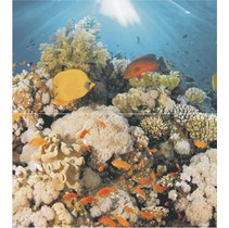 Ceradim Corals Dec Corals Panno (из 2-х шт)