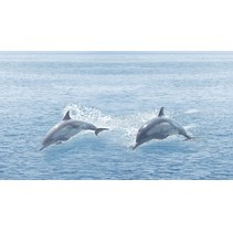 Ceradim Ocean Decor