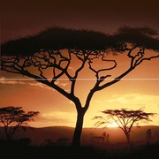 Панно Ceramica Classic Africa Africa Панно P2-2D210 40х40 (из 2 плиток)