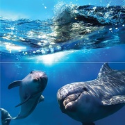 Панно Ceramica Classic Waterlife Dolphins Панно 50x50