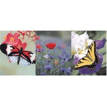 Ceramicalcora Washington Decorado Mariposa 3