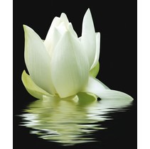 Cerrol City White Lilies