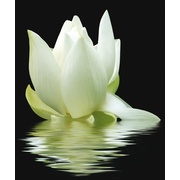 Панно Cerrol City White Lilies-2