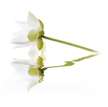 Cerrol City White Lilies