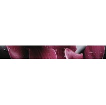 Cerrol City Orchid Listwa