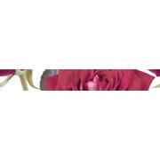 Бордюр Cerrol Imperia Listwa Rosarium-2