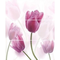Cerrol Imperia Tukipany/Tulipa