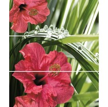 Cerrol Imperia Hibiskus (комп х3)