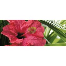 Cerrol Imperia Centro Hibiskus-1