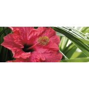 Декор Cerrol Imperia Centro Hibiskus-1