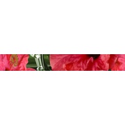Бордюр Cerrol Imperia Listwa Hibiskus
