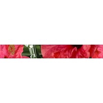 Cerrol Imperia Listwa Hibiskus