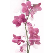 Cerrol Imperia Orchis (комп х4)