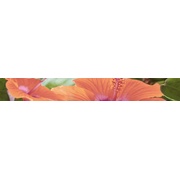 Бордюр Cerrol Imperia Listwa Flora