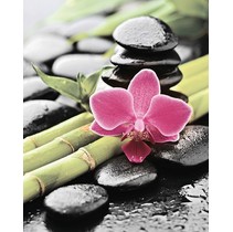 Cerrol Porto bambu and orchid Porto Bambu And Orchide